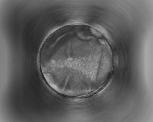 X0000096401382200802211154