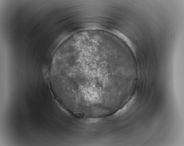 X0000096401385200802211154