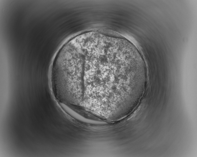 X0000096401392200802211154