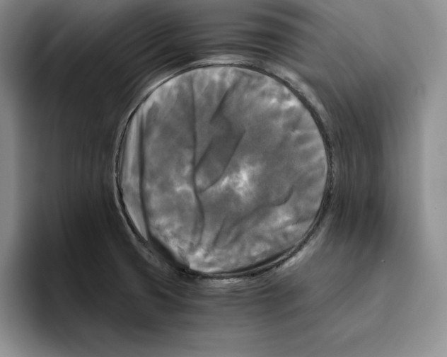 X0000096401425200802211154