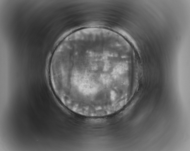 X0000096401429200802211154