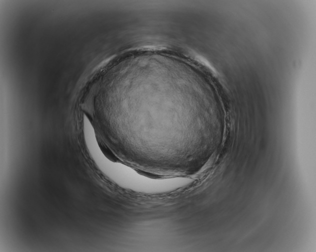 X0000096401448200802211153