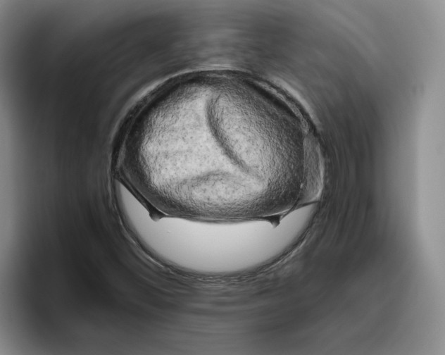 X0000096401452200802211153