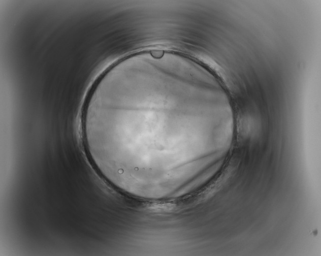 X0000096401466200802211153