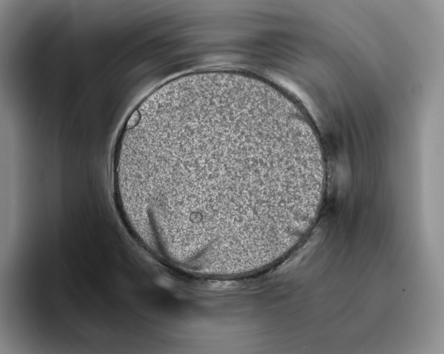 X0000096401467200802211153