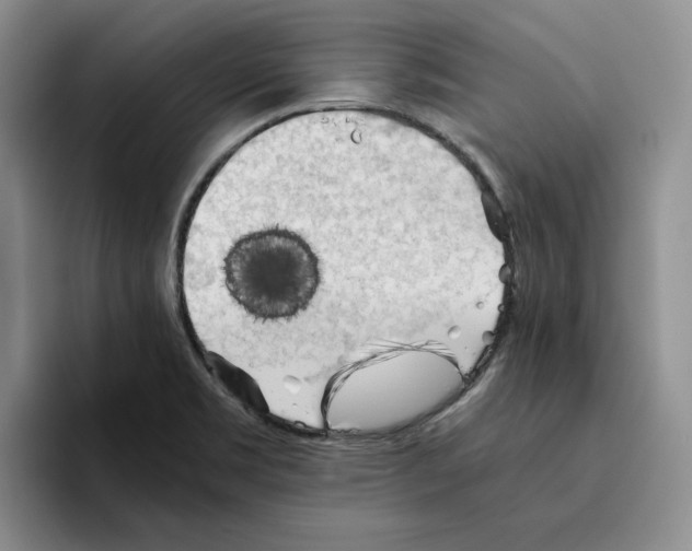 X0000096401469200802211153