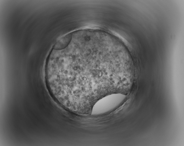 X0000096401471200802211153