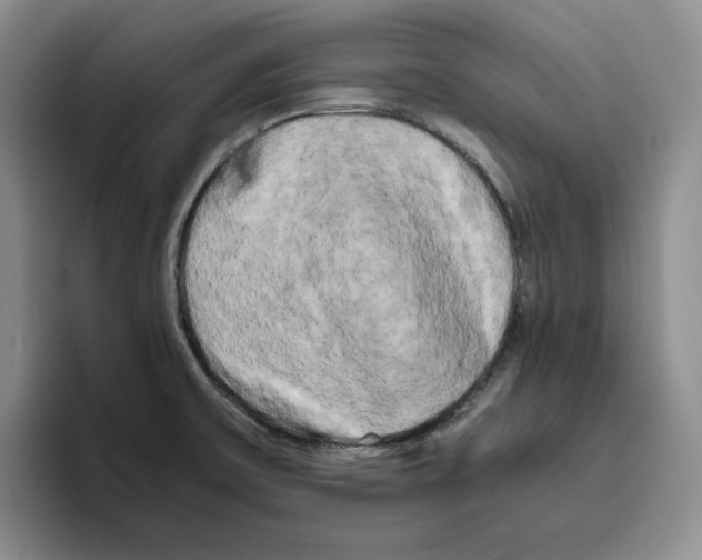 X0000096401475200802211153