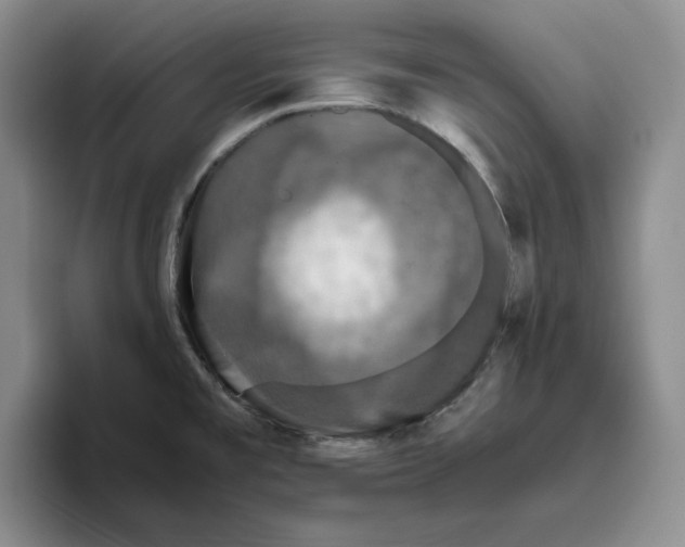 X0000096401477200802211153