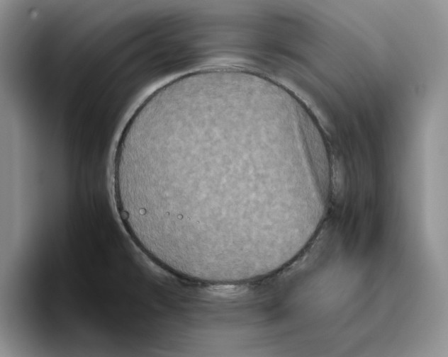 X0000096401478200802211153