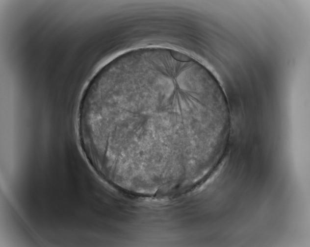 X0000096401525200802211152