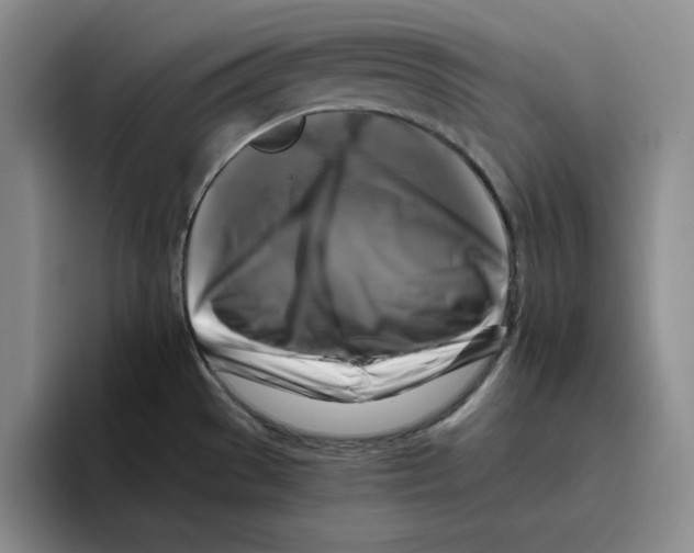 X0000096401529200802211152