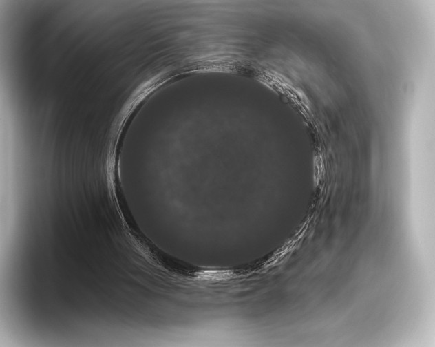 X0000096410051200801241229