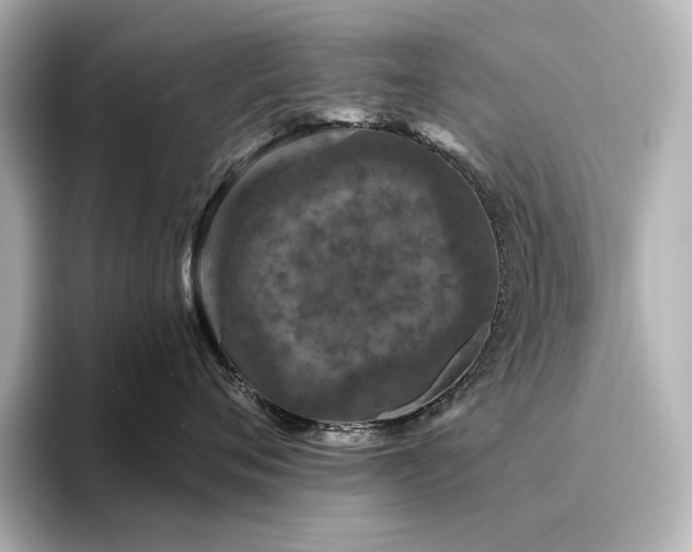 X0000096410720200801241221