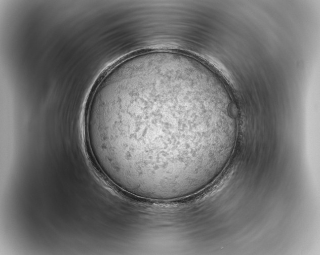 X0000096410840200801241219