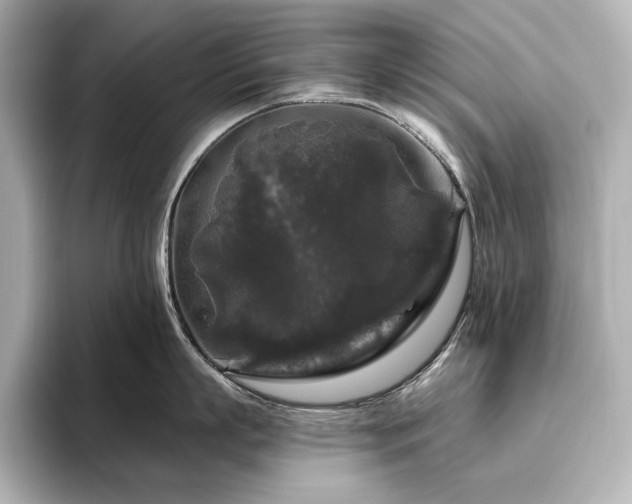 X0000096410863200801241219