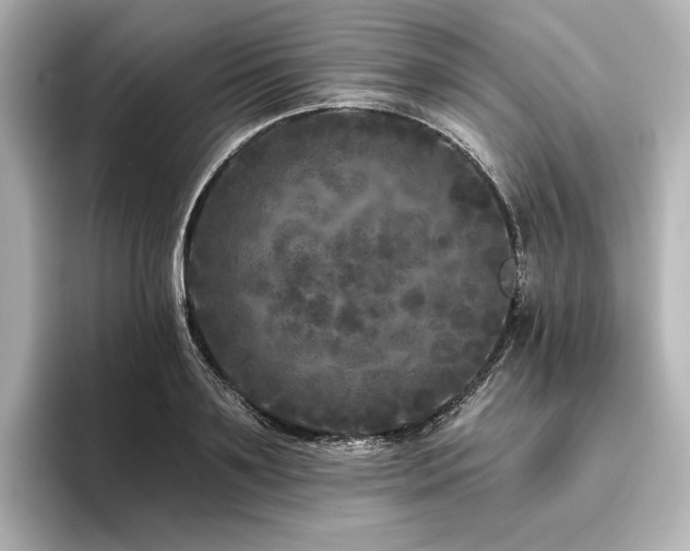 X0000096410891200801241218