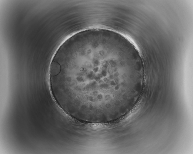 X0000096410903200801241218