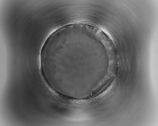 X0000096411079200801241216