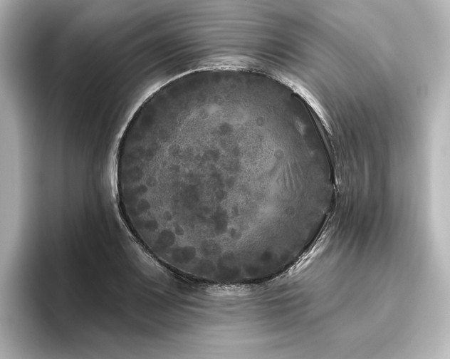 X0000096411083200801241216