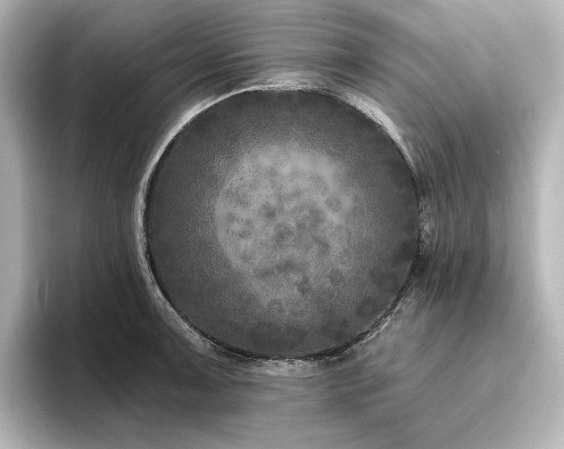 X0000096411091200801241216
