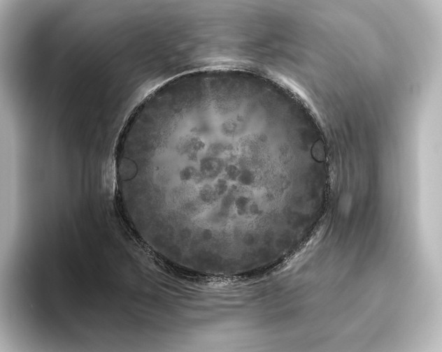 X0000096411267200801241213