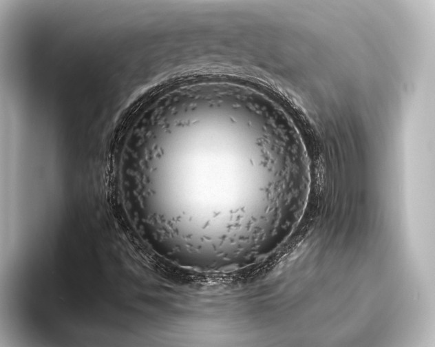 X0000096411494200801241210