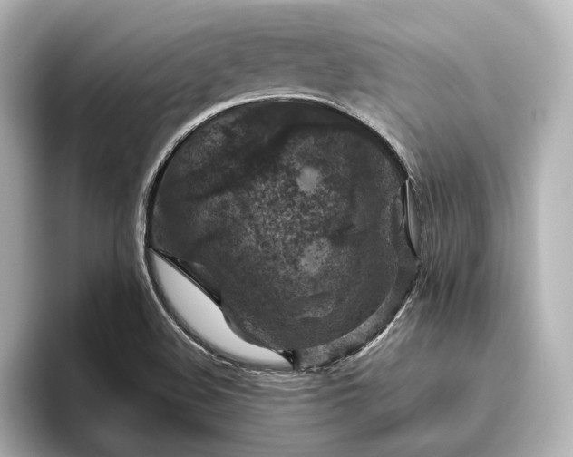 X0000096411508200801241210