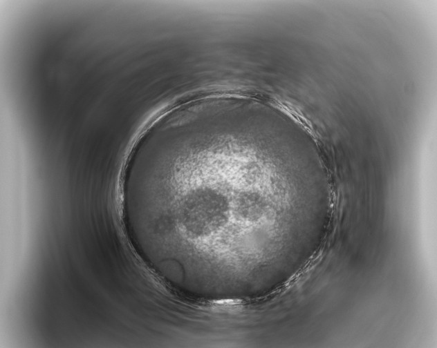 X0000096410053200801311400