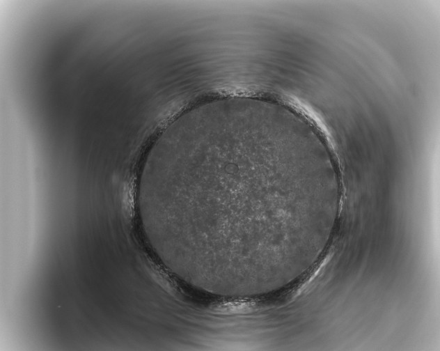 X0000096410065200801311400