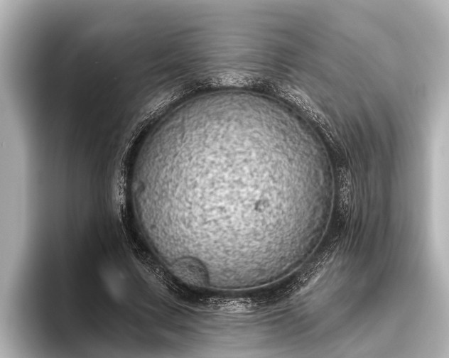 X0000096410683200801311353
