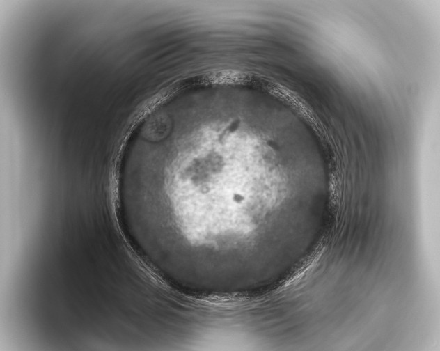 X0000096410725200801311352