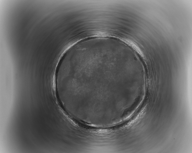 X0000096410839200801311351