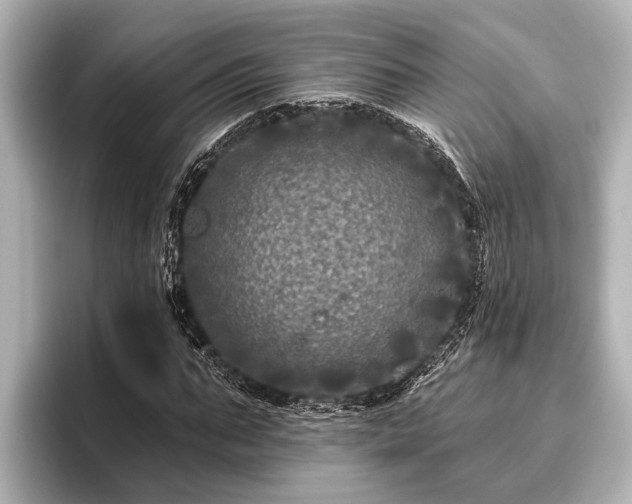 X0000096410871200801311350