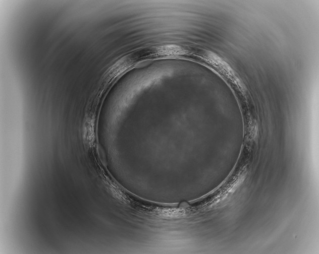 X0000096410889200801311350