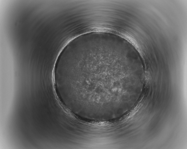 X0000096410891200801311350