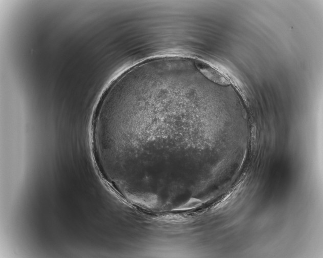 X0000096410998200801311349