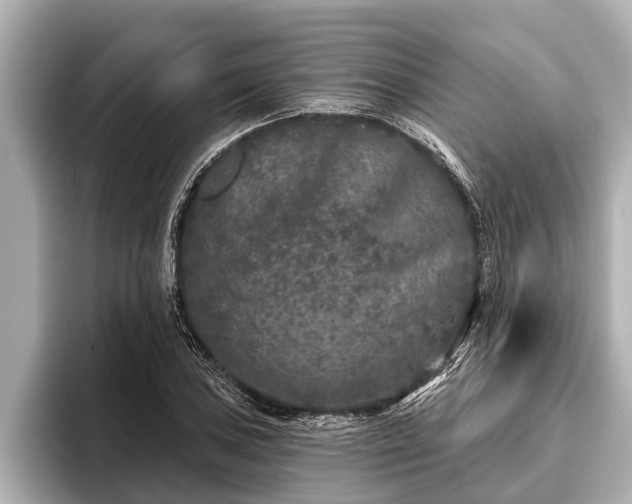 X0000096411027200801311348