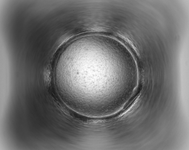 X0000096411163200801311346
