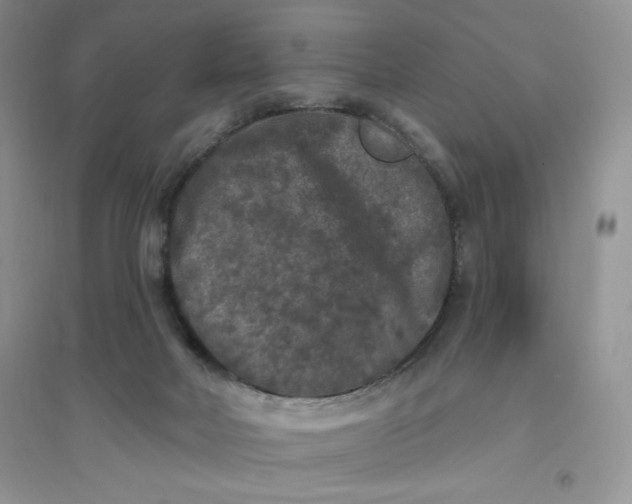 X0000096410026200802071704