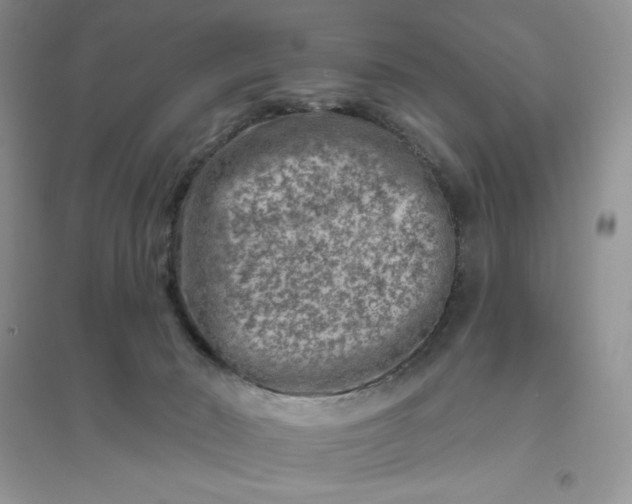 X0000096410030200802071704