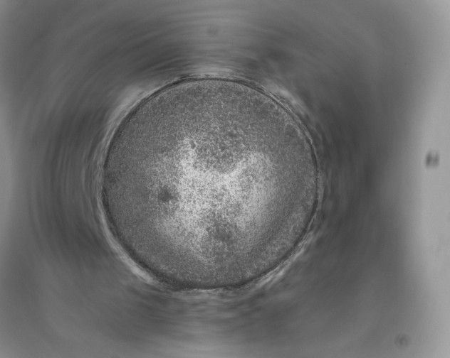 X0000096410049200802071703