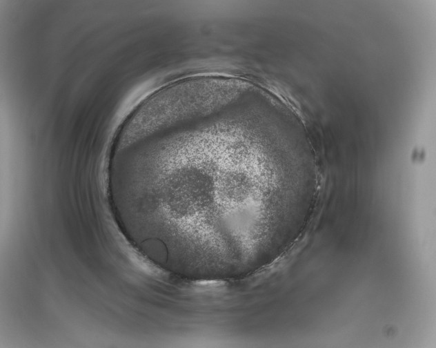 X0000096410053200802071703