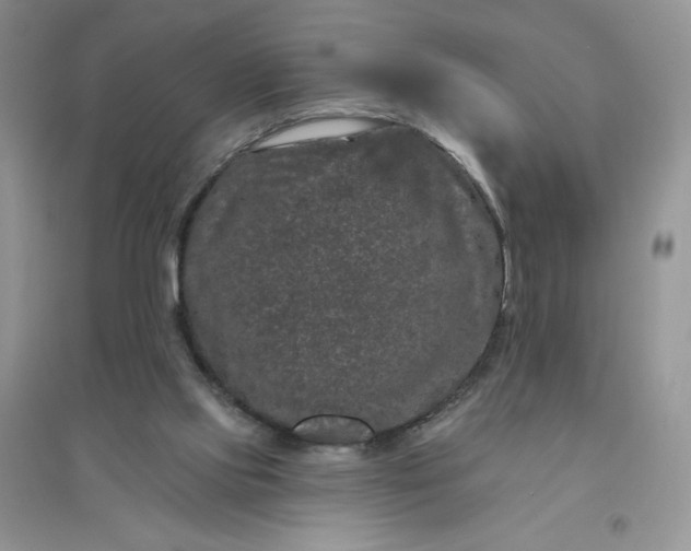 X0000096410061200802071703