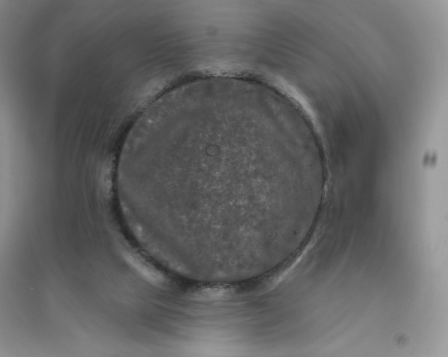 X0000096410065200802071703