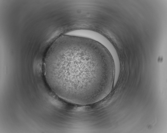 X0000096410072200802071703