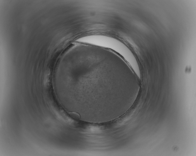 X0000096410073200802071703