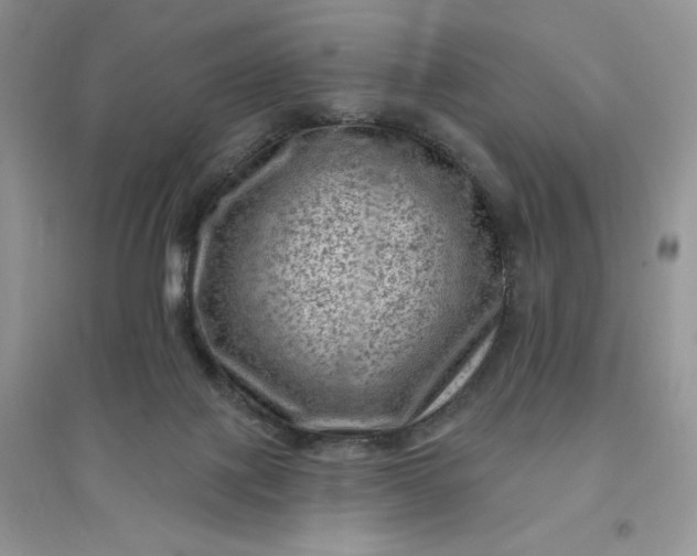 X0000096410075200802071703