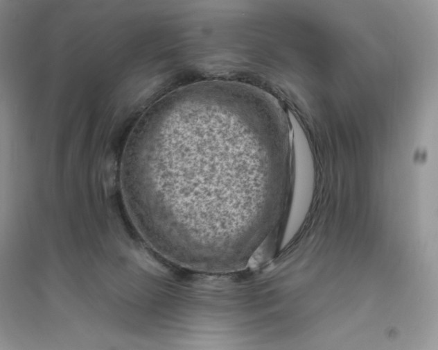 X0000096410081200802071704