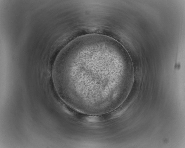 X0000096410085200802071704